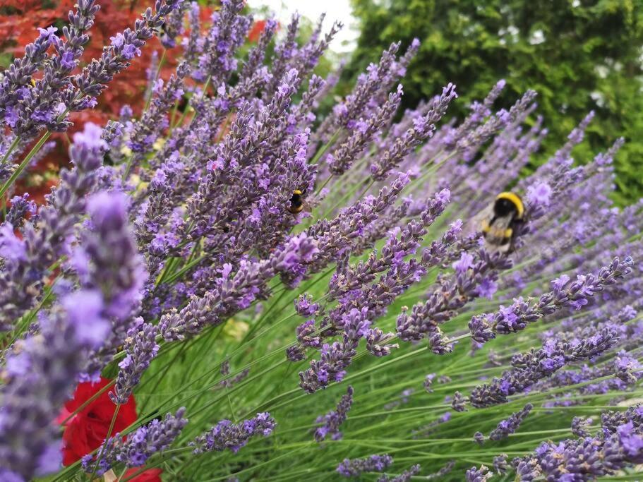 Ferienwohnung Lavendel Waren  Zewnętrze zdjęcie